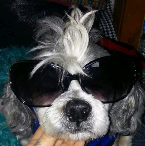 Meet your Posher, Larry - Picture 1 of 1